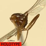 Sepsidae-000245-kyandolirensis