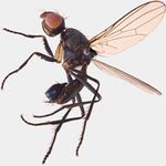 Sepsidae-000353-inexpectata