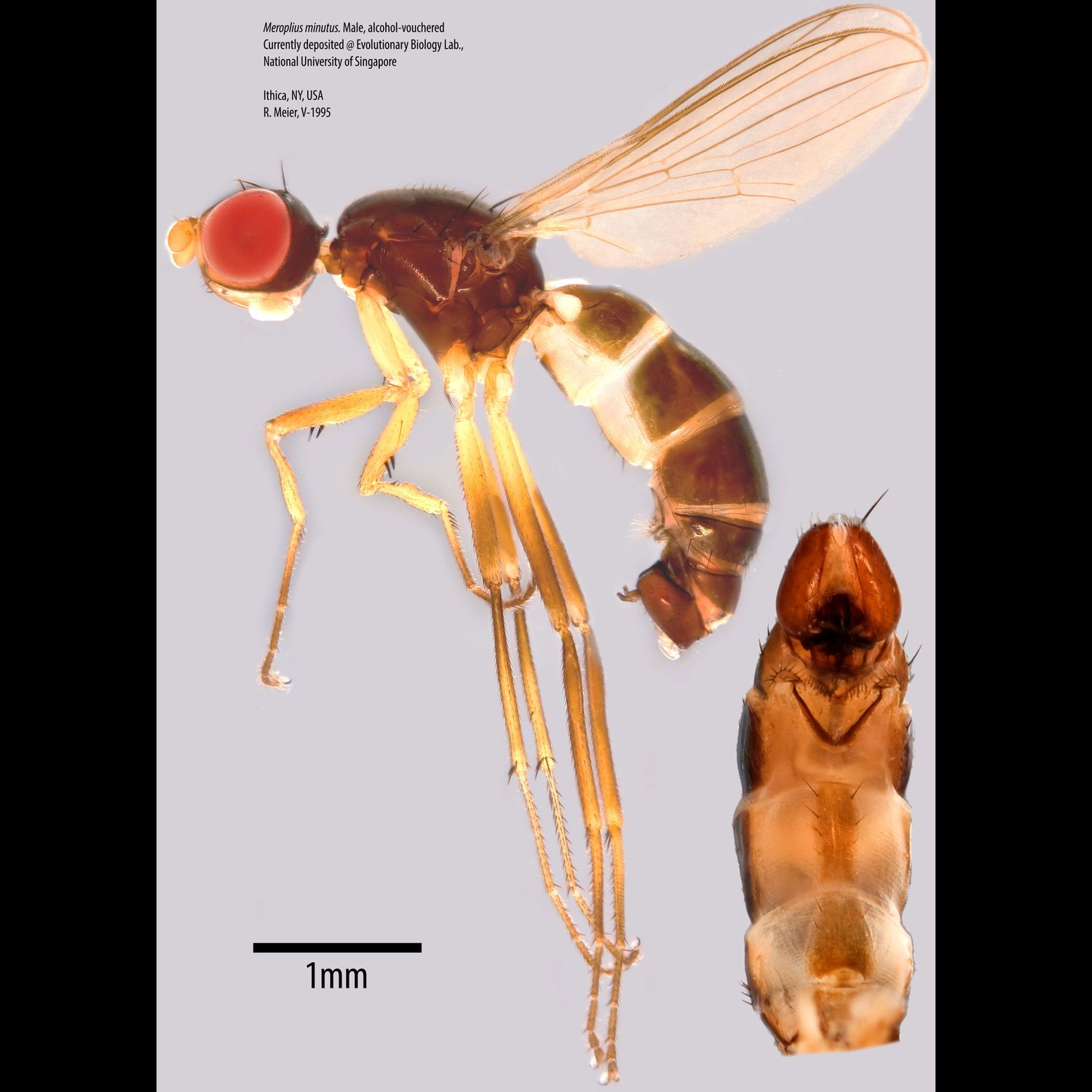 Specimen Photo Medium Resolution