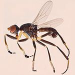 Sepsidae-000140-albitarse