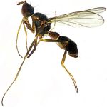 Sepsidae-000134-yunnanensis