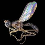 Sepsidae-000138-pectinulata