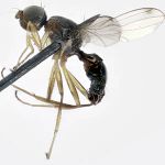 Sepsidae-000213-bicornuta