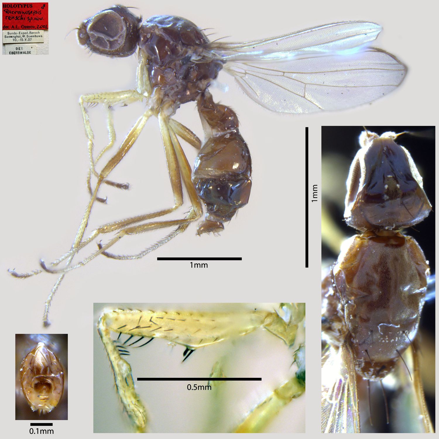 Specimen Photo Medium Resolution