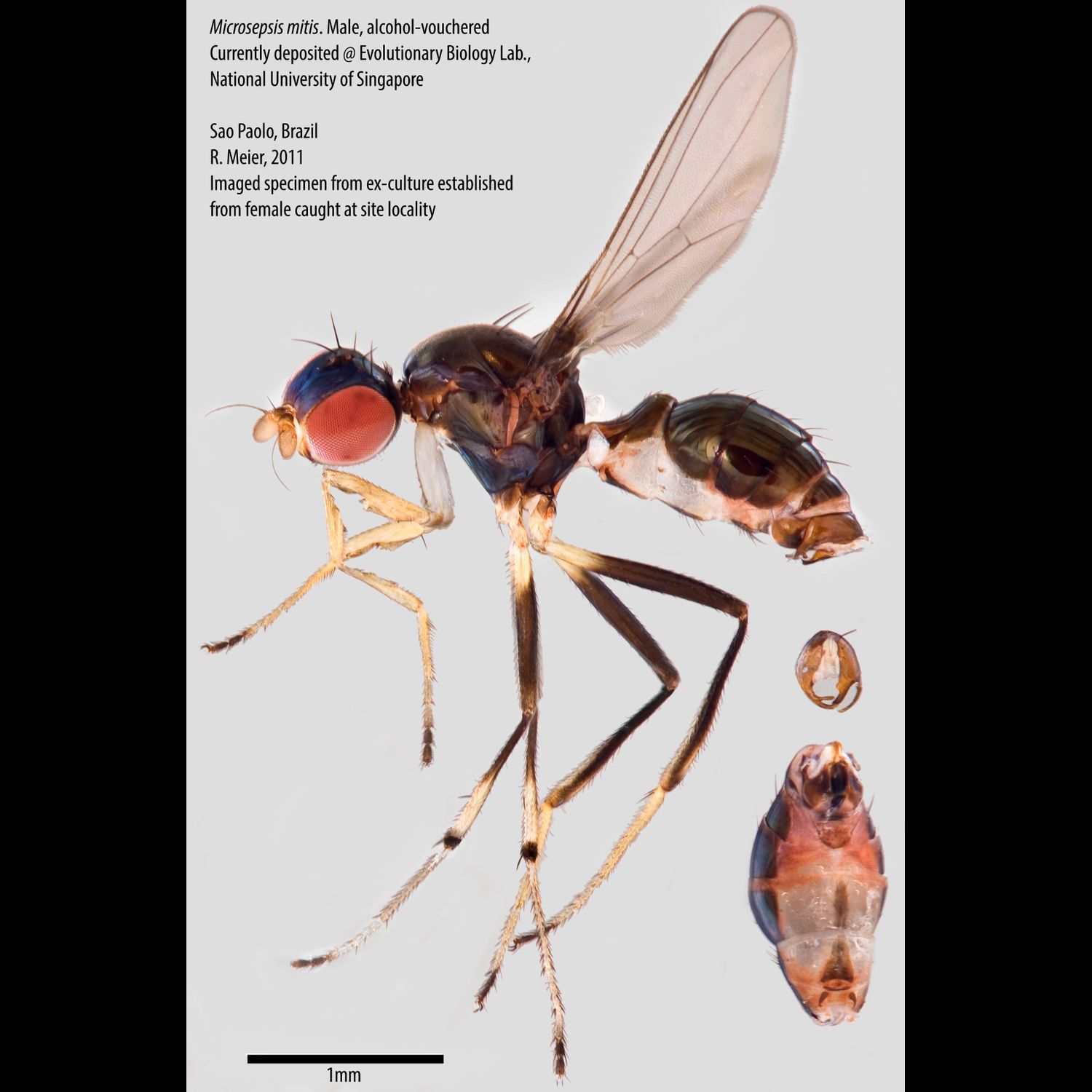 Specimen Photo Medium Resolution