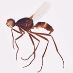 Sepsidae-000173-depilis