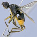 Sepsidae-000085-spangleri