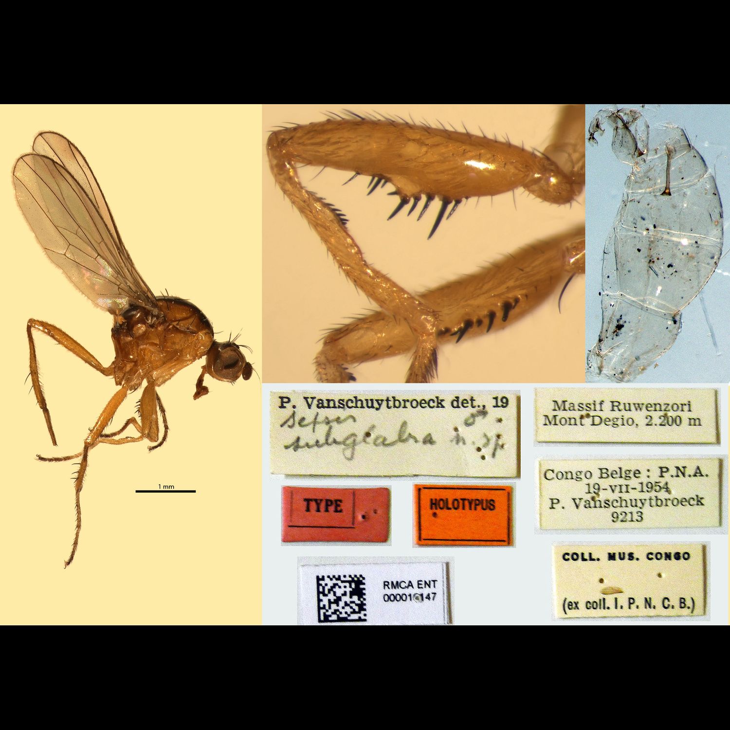 Specimen Photo Medium Resolution