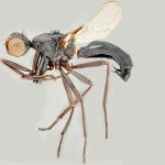 Sepsidae-000181-pilifemorata