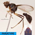 Sepsidae-000157-compressa