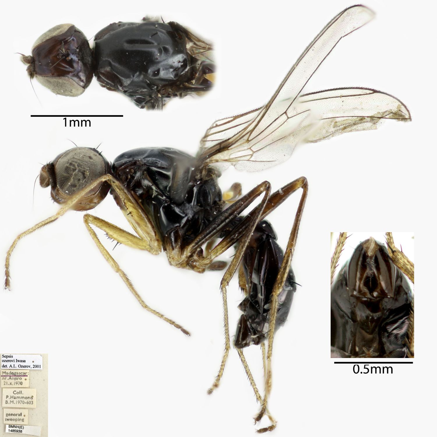 Specimen Photo Medium Resolution