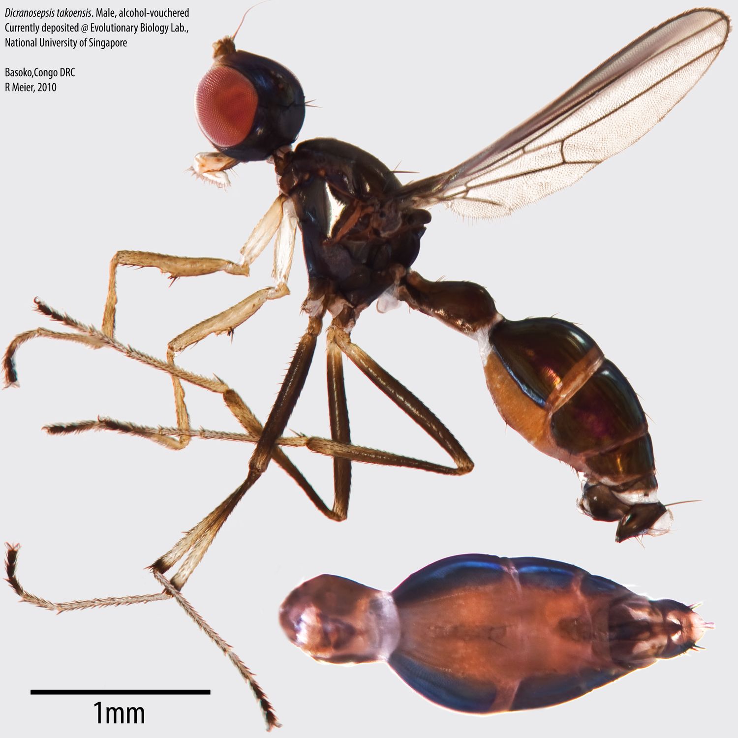 Specimen Photo Medium Resolution