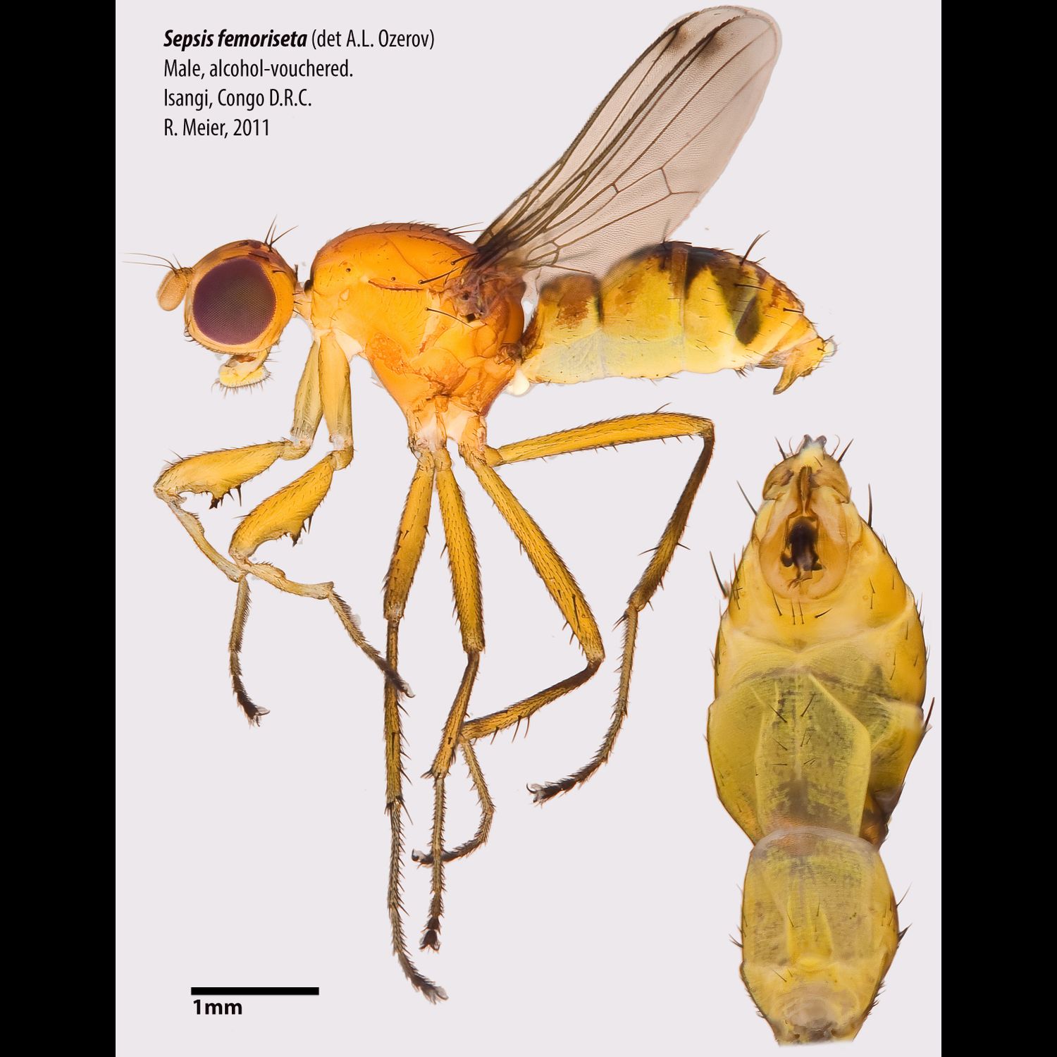 Specimen Photo Medium Resolution