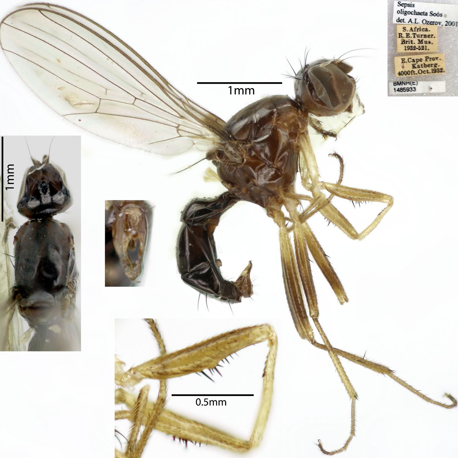 Specimen Photo Medium Resolution