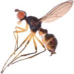 Sepsidae-000196-orientalis