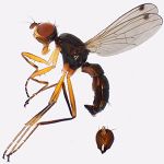 Sepsidae-000247-latiforceps