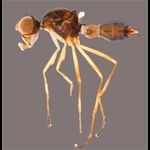 Sepsidae-000056-javanica