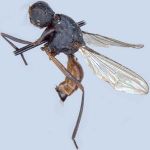 Sepsidae-000180-nigritarsis