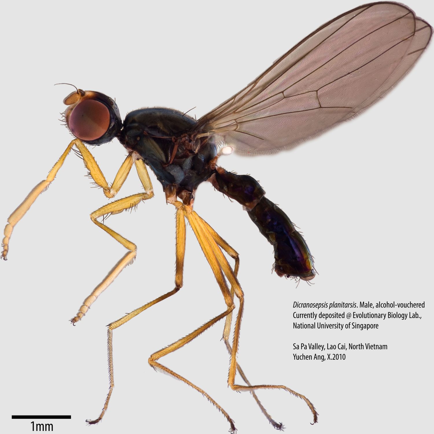 Specimen Photo Medium Resolution