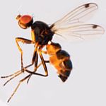 Sepsidae-000288-violacea