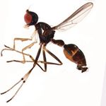 Sepsidae-000077-takoensis