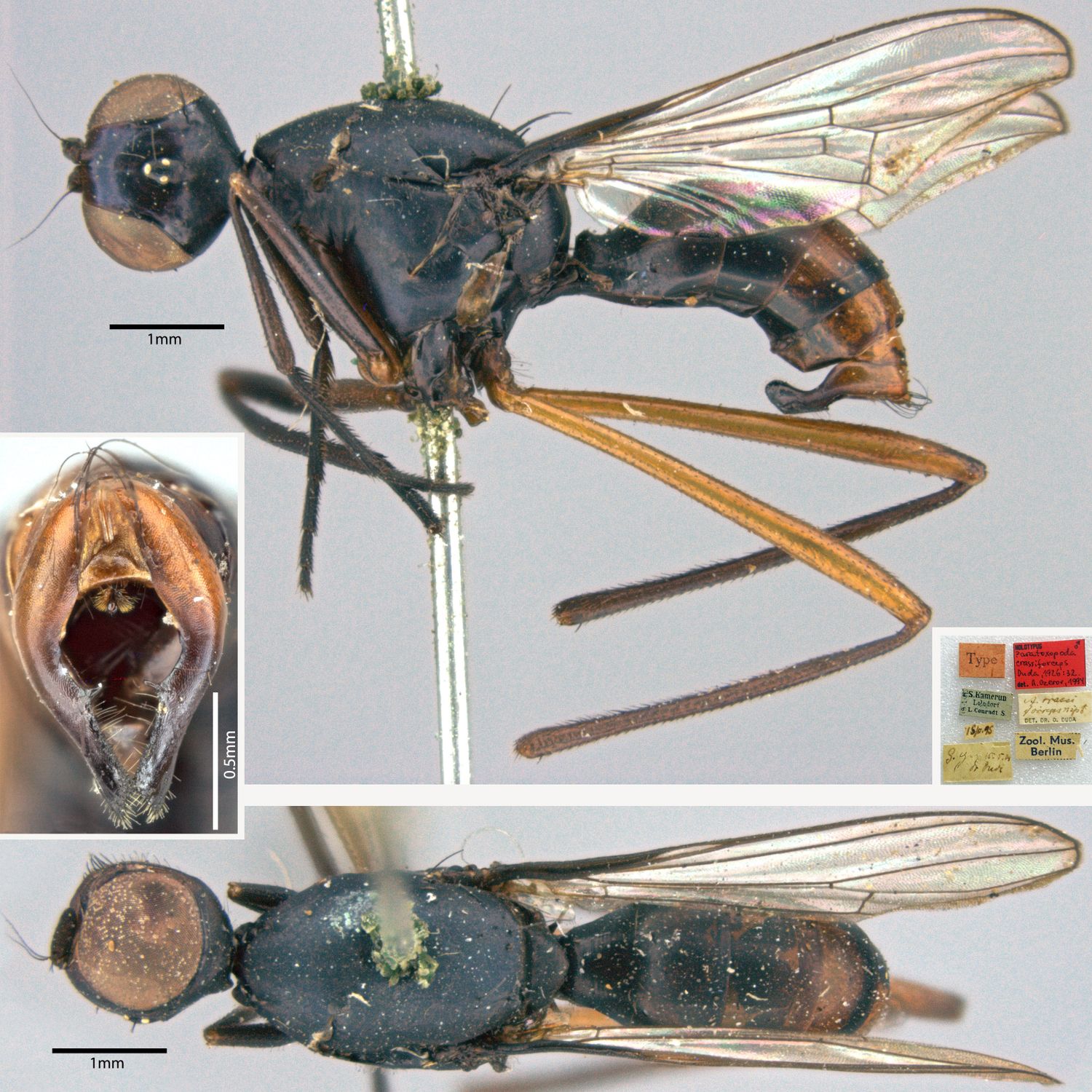 Specimen Photo Medium Resolution