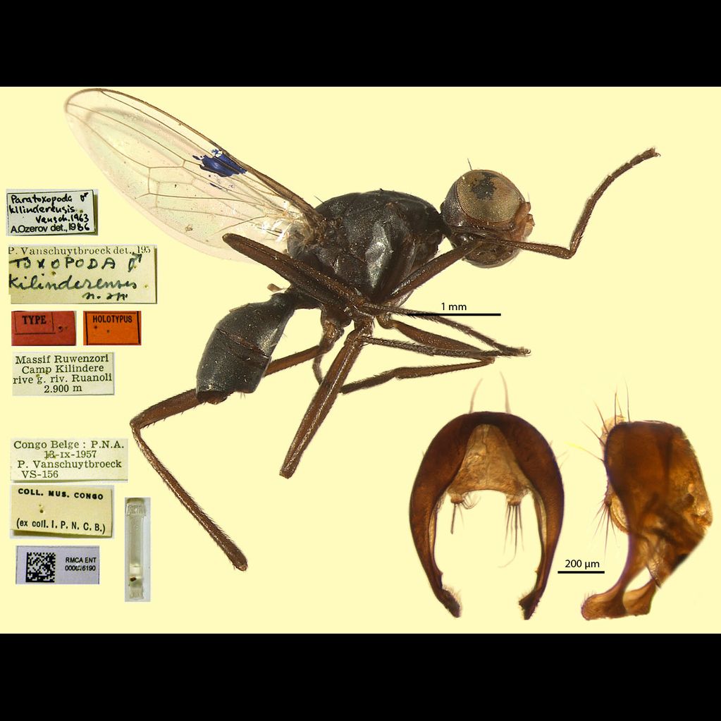 Specimen Photo Medium Resolution