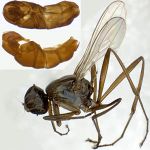 Sepsidae-000340-nitida