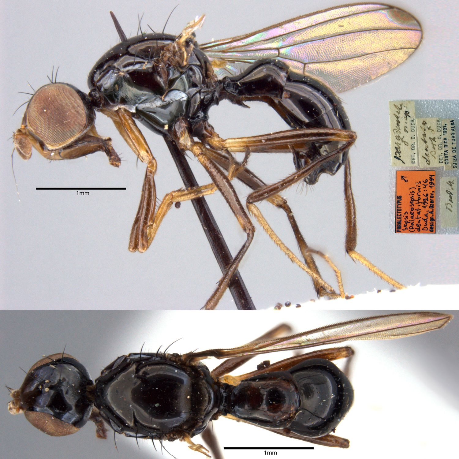 Specimen Photo Medium Resolution