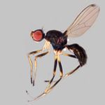 Sepsidae-000025-diversiformis