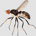 Sepsidae-000094-albuquerquei