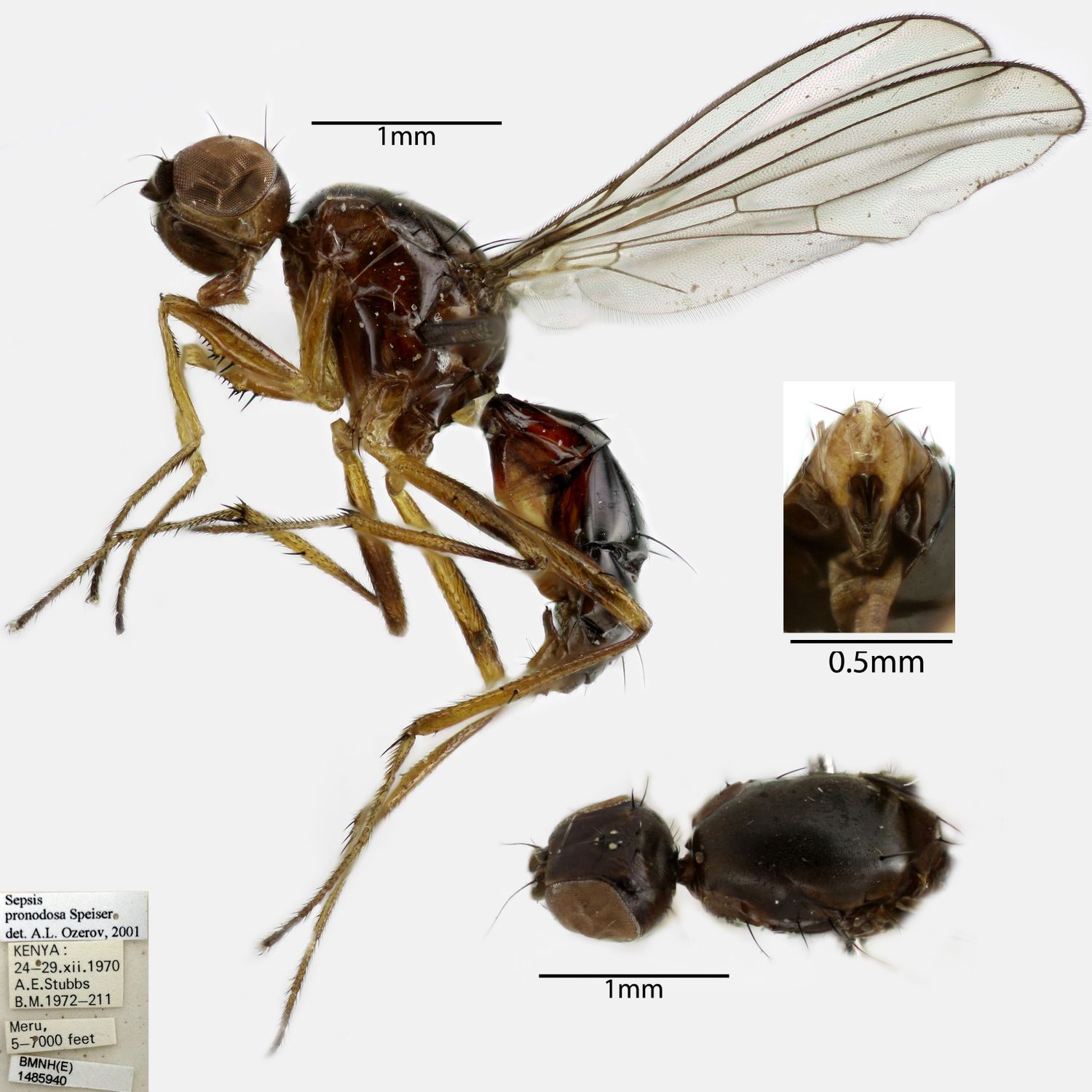 Specimen Photo Medium Resolution