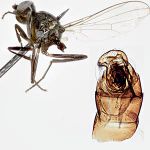 Sepsidae-000317-paludosa