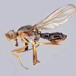 Sepsidae-000084-abyssinica