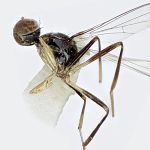 Sepsidae-000016-lineata