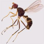 Sepsidae-000120-armillata