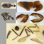 Sepsidae-000350-viduata