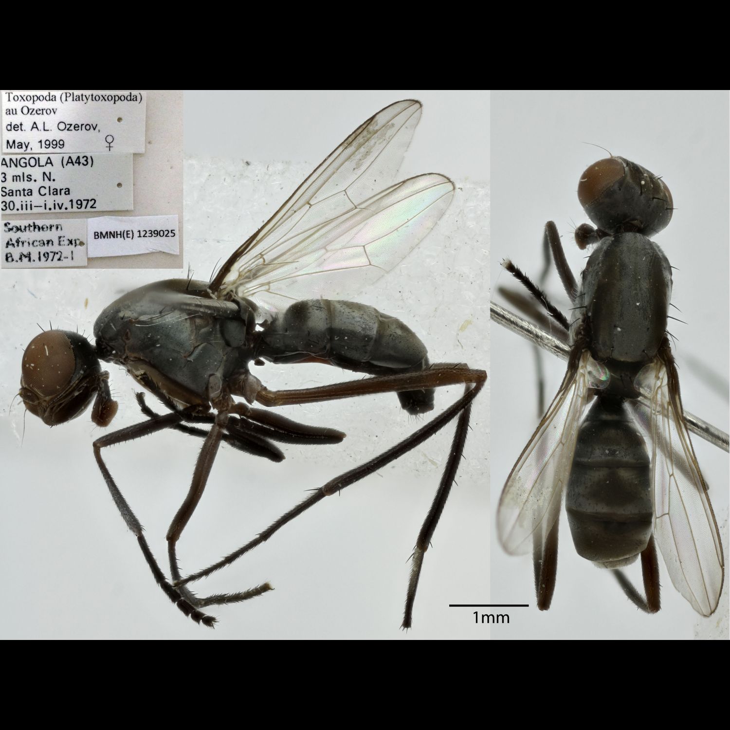 Specimen Photo Medium Resolution