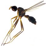 Sepsidae-000130-liangi