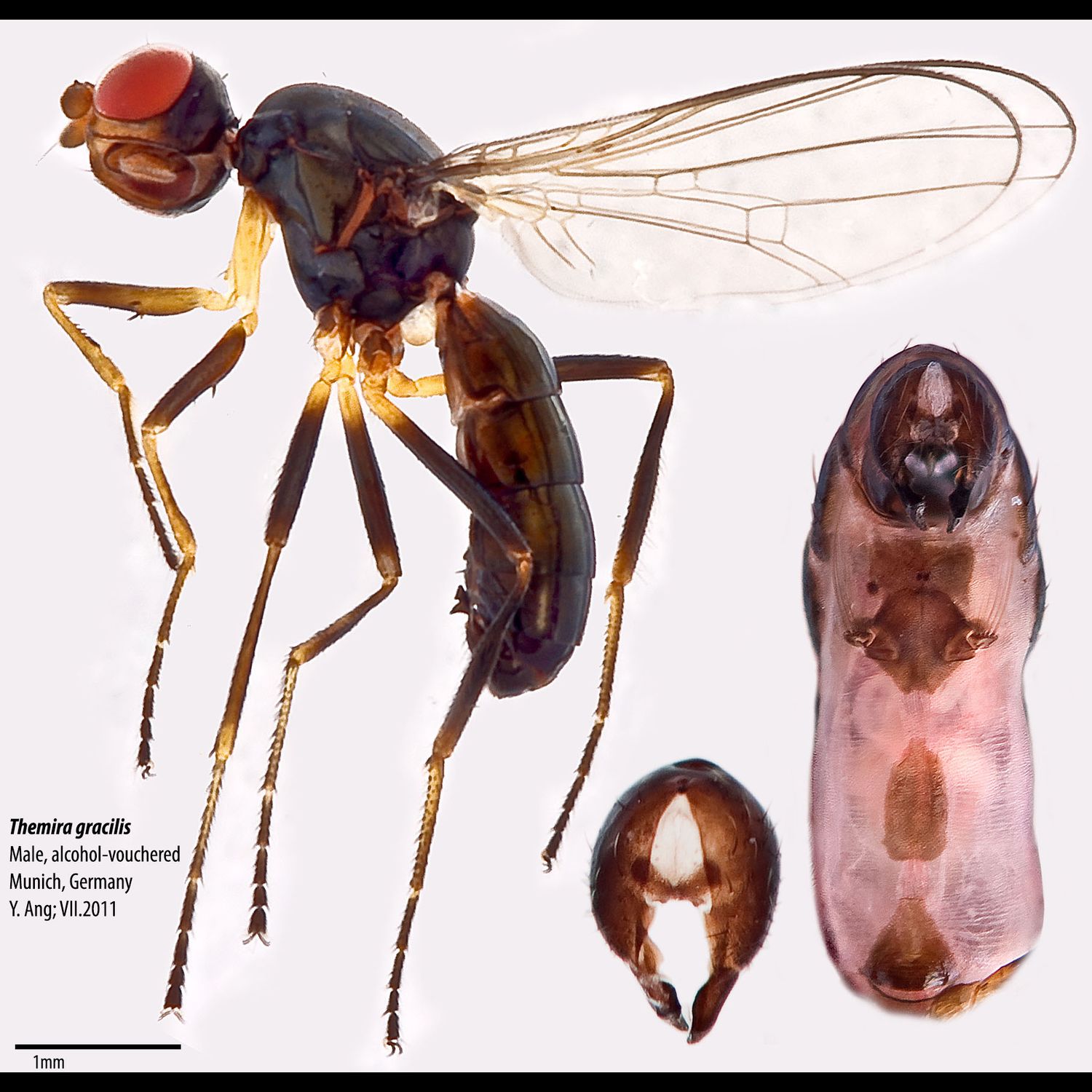 Specimen Photo Medium Resolution