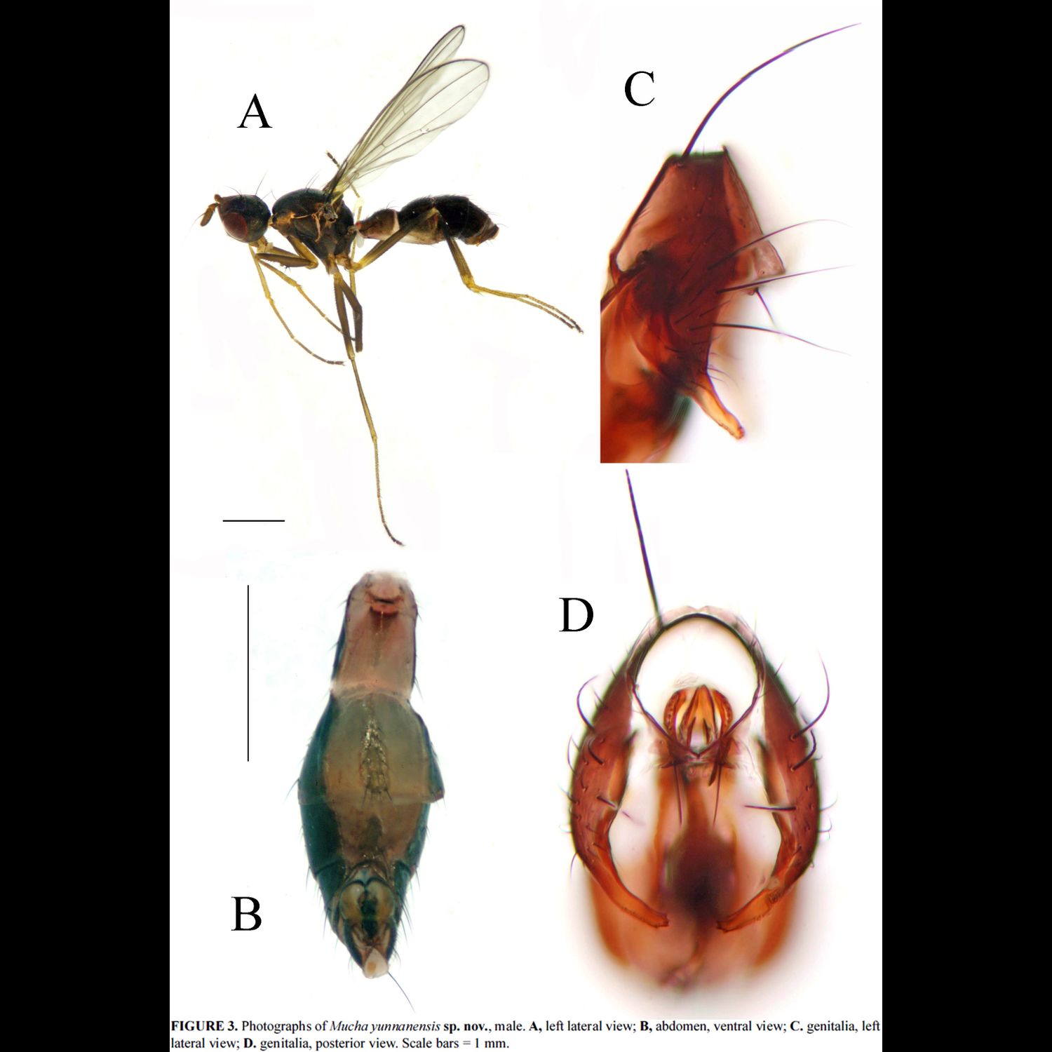 Specimen Photo Medium Resolution