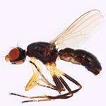 Sepsidae-000102-fukuharai