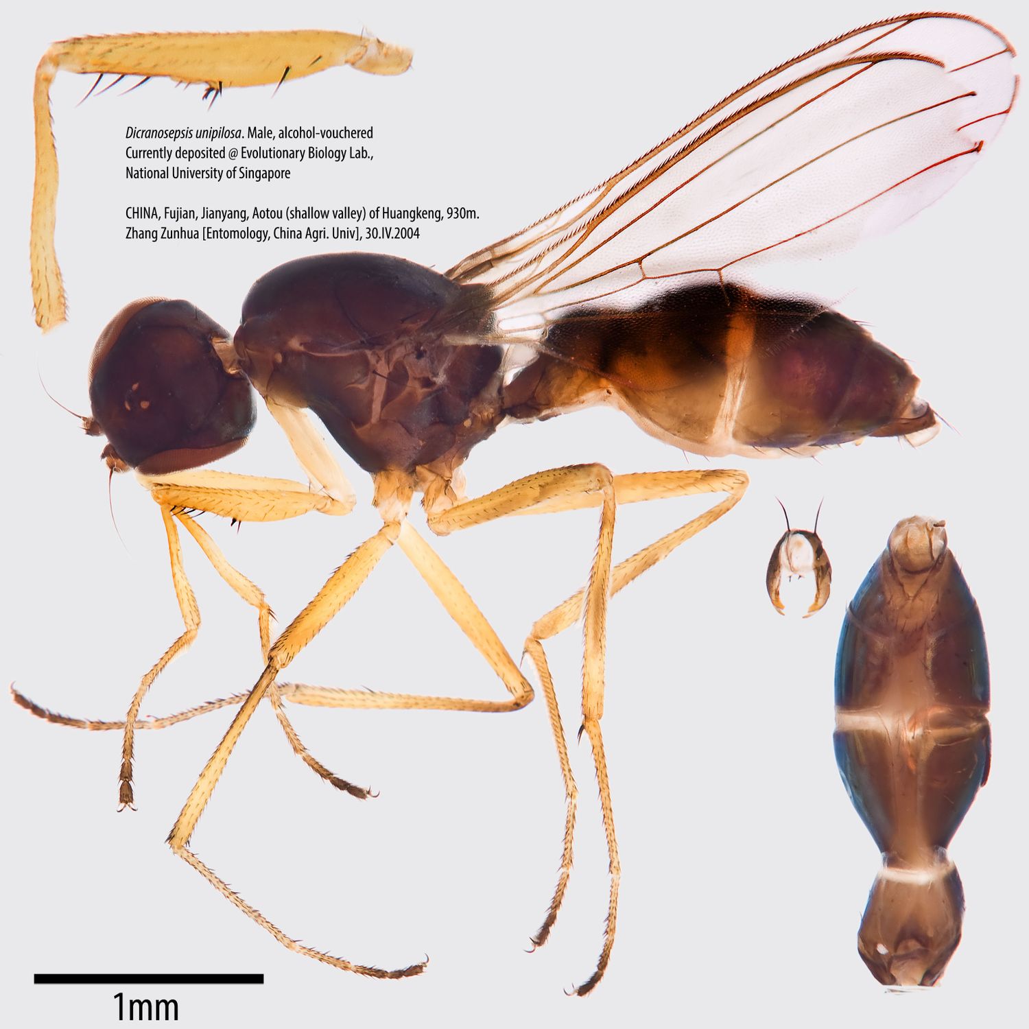 Specimen Photo Medium Resolution