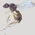 Sepsidae-000071-renschi