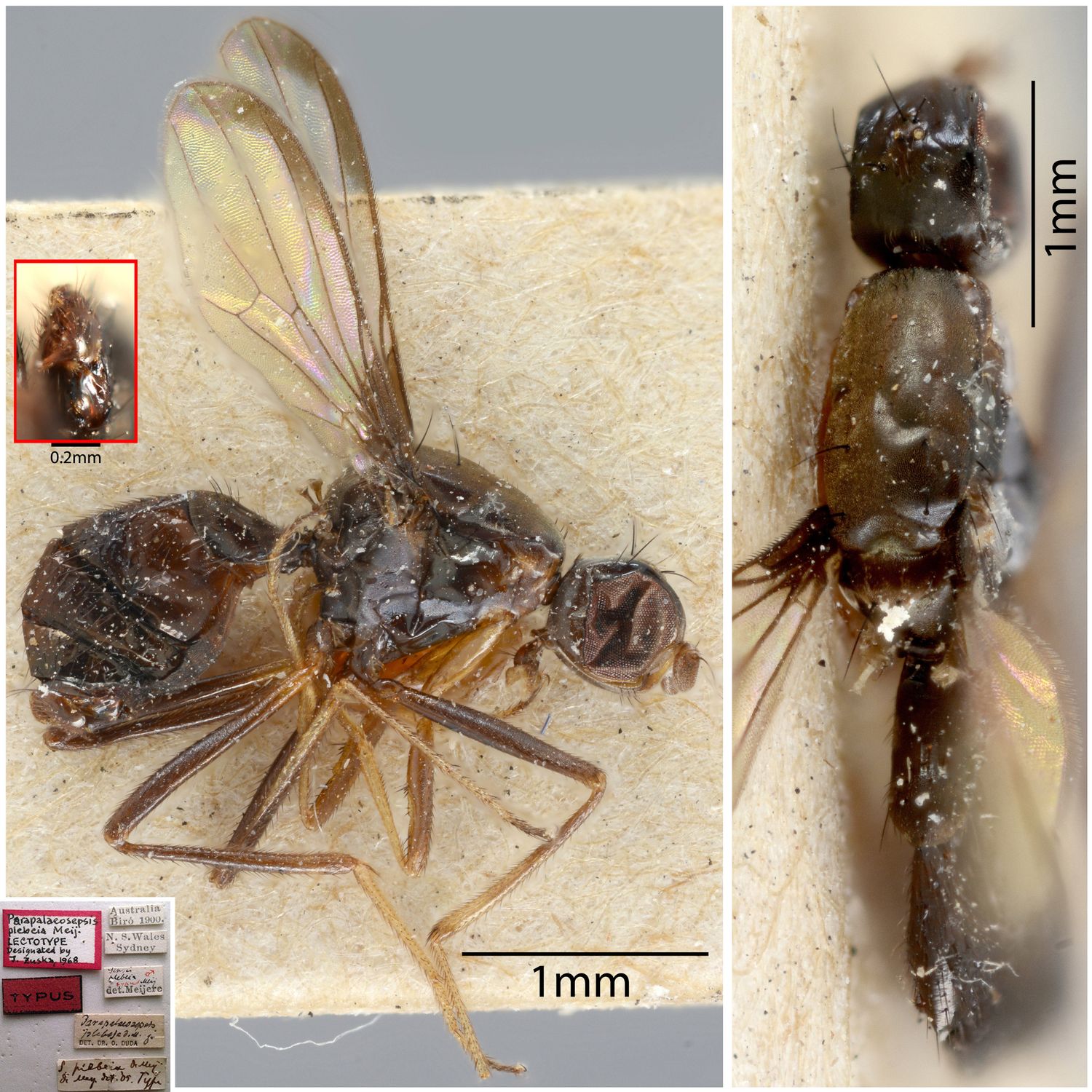 Specimen Photo Medium Resolution