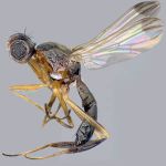 Sepsidae-000136-mamaevi