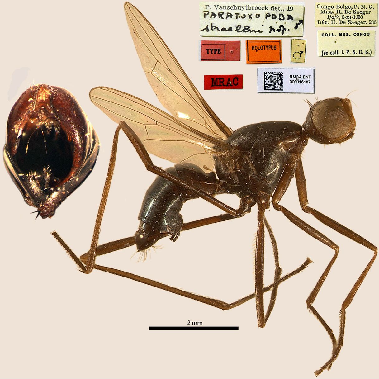 Specimen Photo Medium Resolution