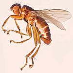 Sepsidae-000142-luctuosum