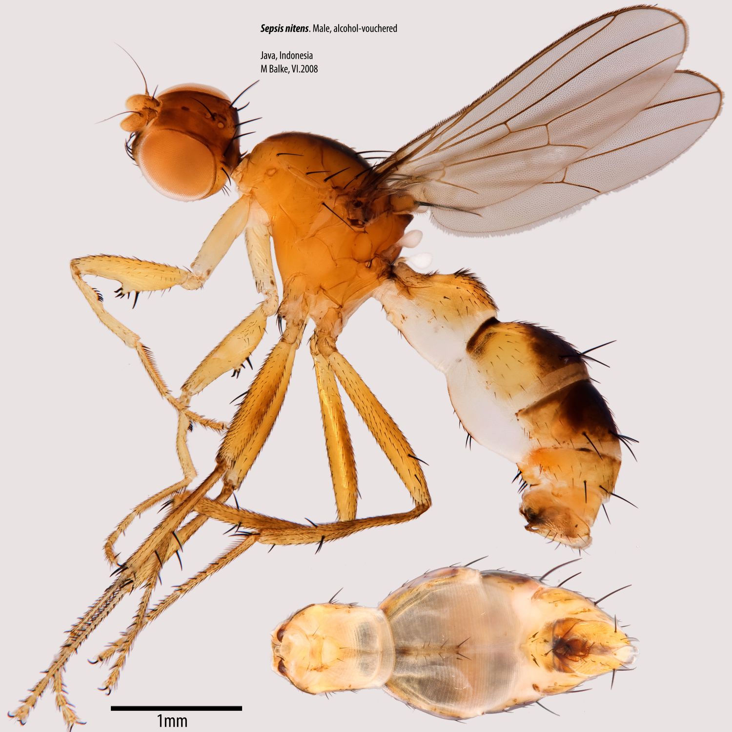 Specimen Photo Medium Resolution