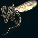 Sepsidae-000322-sabulicola